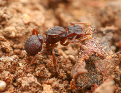 Cyphomyrmex flavidus
