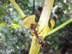 Dolichoderus decollatus