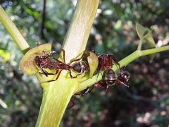 Dolichoderus decollatus