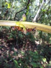 Dolichoderus decollatus