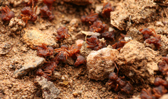 Cyphomyrmex flavidus