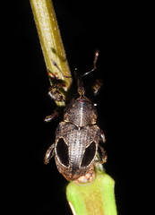 Heilipodus ocellatus