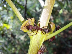 Dolichoderus decollatus