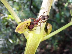 Dolichoderus decollatus