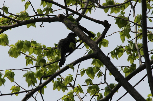 Gray Catbird photographed in Illinois