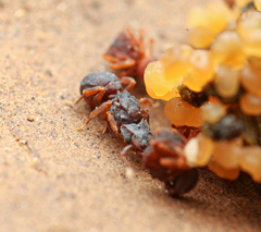 Cyphomyrmex flavidus