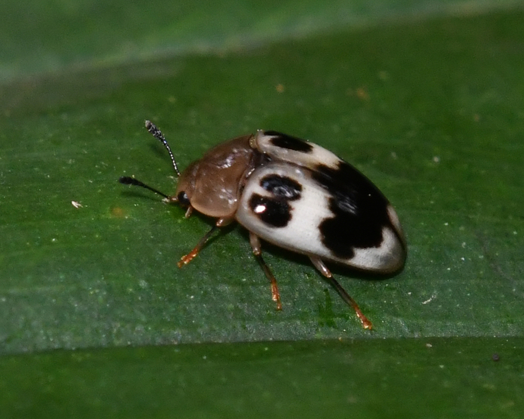 Mycotretus lepidus