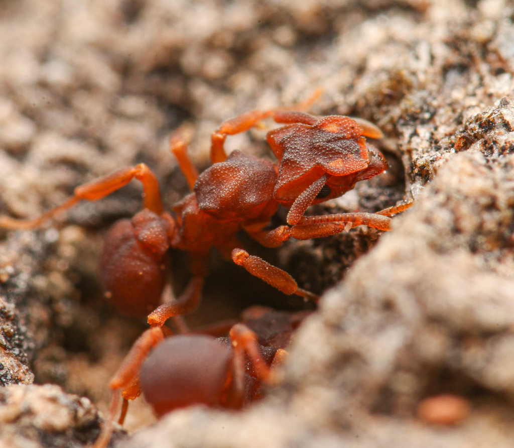 Cyphomyrmex flavidus
