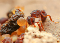 Cyphomyrmex flavidus