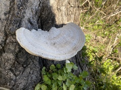 Trametes