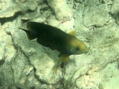 Hemiglyphidodon plagiometopon