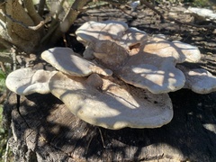 Trametes