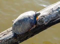 Pseudemys alabamensis