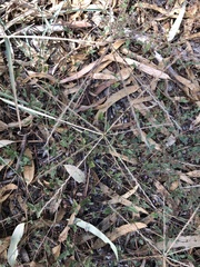 Enteropogon acicularis