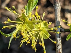 Cornus