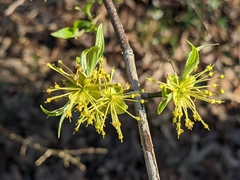 Cornus