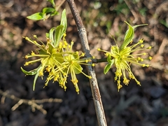 Cornus