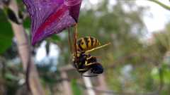 Vespula