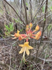 Rhododendron austrinum