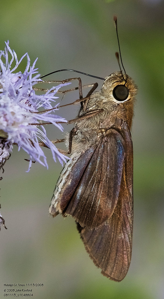Panoquina evansi