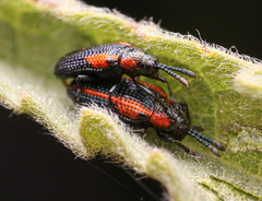 Microrhopala rubrolineata