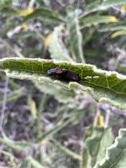 Microrhopala rubrolineata