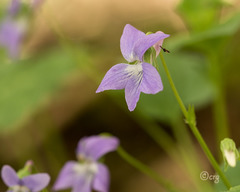 Viola labradorica