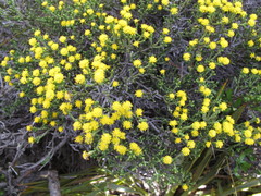 Helichrysum parvifolium