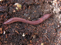 Lumbricus rubellus
