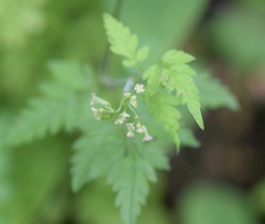 Osmorhiza mexicana
