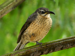 Victoria's Riflebird photo 2