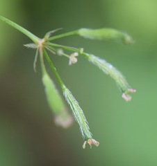 Osmorhiza mexicana