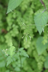 Osmorhiza mexicana