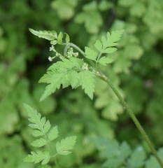 Osmorhiza mexicana