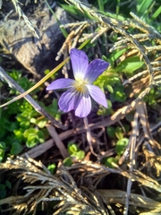 Viola bicolor