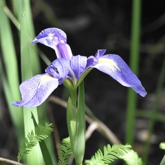 Image of Iris savannarum