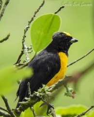 Euphonia concinna