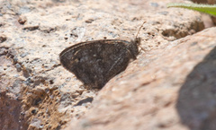 Haywardella edmondsii