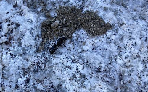 iNaturalist observation photo of Black Harvester Ant