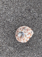 Maurea pellucida