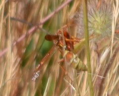 Polistes dorsalis californicus