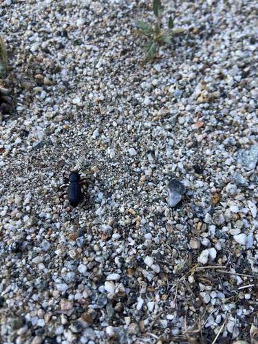iNaturalist observation photo of Beetles