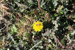 Apis mellifera