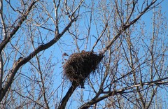 Buteo jamaicensis
