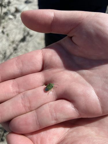 iNaturalist observation photo of Stink Bugs