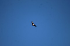 Buteo jamaicensis