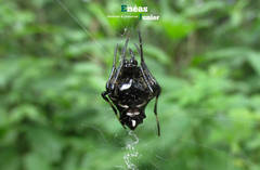 Verrucosa scapofracta