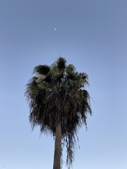 Washingtonia robusta