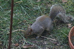 Sciurus carolinensis