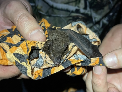 Chestnut Short-tailed Bat